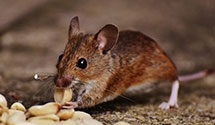 24 Hour & Emergency Exterminators in Brown Jug Corner, IN